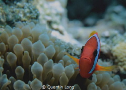 Clown Fish. Canon 550D, 60mm macro lens. No strobe. Aese ... by Quentin Long 